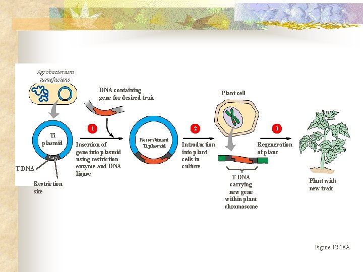 Agrobacterium tumefaciens DNA containing gene for desired trait 1 Ti plasmid T DNA Restriction