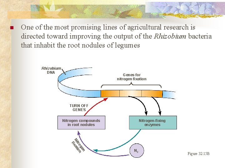 n One of the most promising lines of agricultural research is directed toward improving