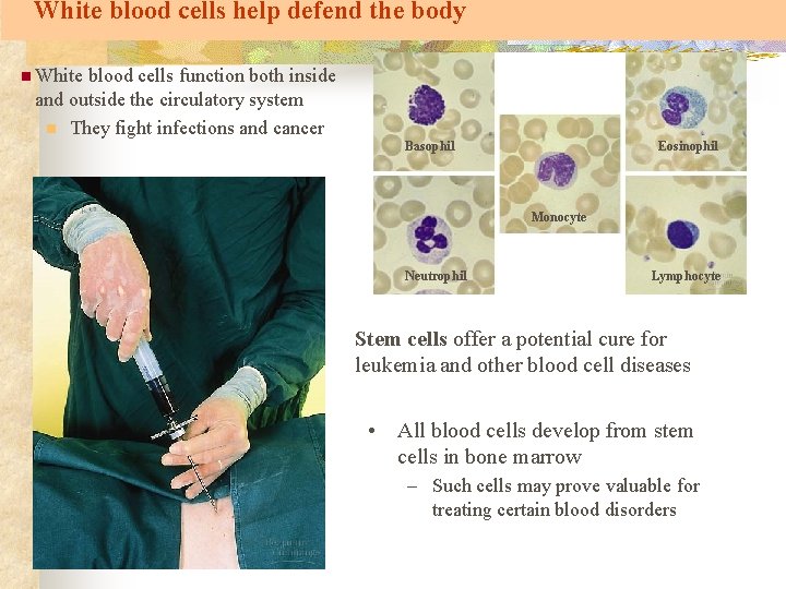 White blood cells help defend the body n White blood cells function both inside