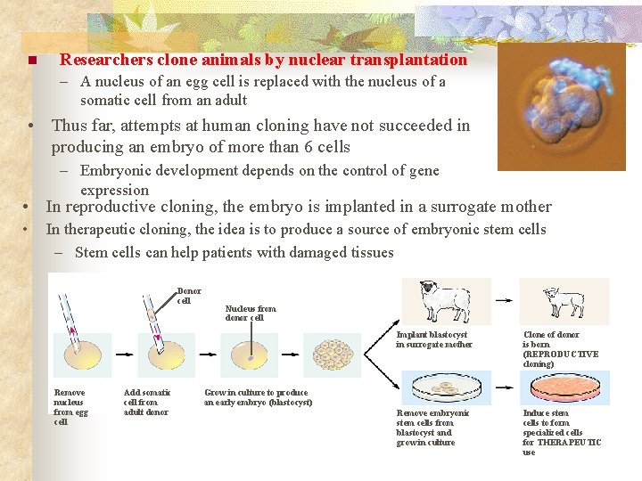 n Researchers clone animals by nuclear transplantation – A nucleus of an egg cell