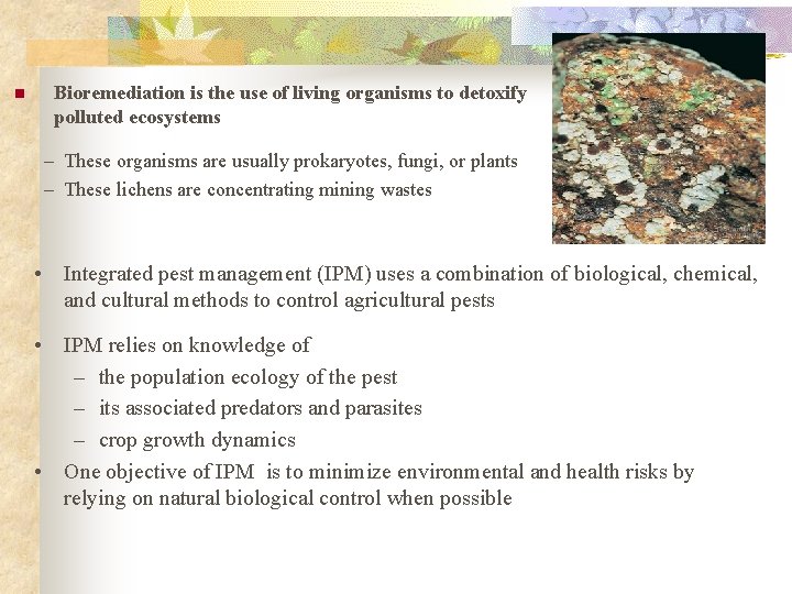 n Bioremediation is the use of living organisms to detoxify polluted ecosystems – These