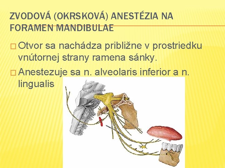 ZVODOVÁ (OKRSKOVÁ) ANESTÉZIA NA FORAMEN MANDIBULAE � Otvor sa nachádza približne v prostriedku vnútornej