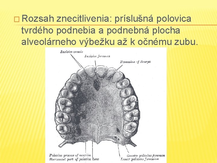 � Rozsah znecitlivenia: príslušná polovica tvrdého podnebia a podnebná plocha alveolárneho výbežku až k