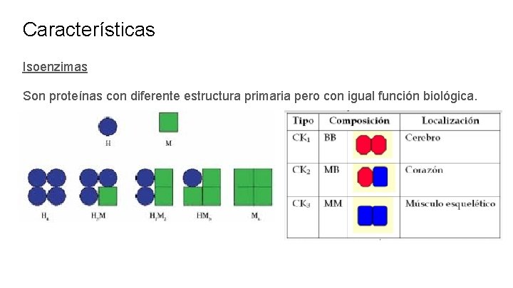 Características Isoenzimas Son proteínas con diferente estructura primaria pero con igual función biológica. 