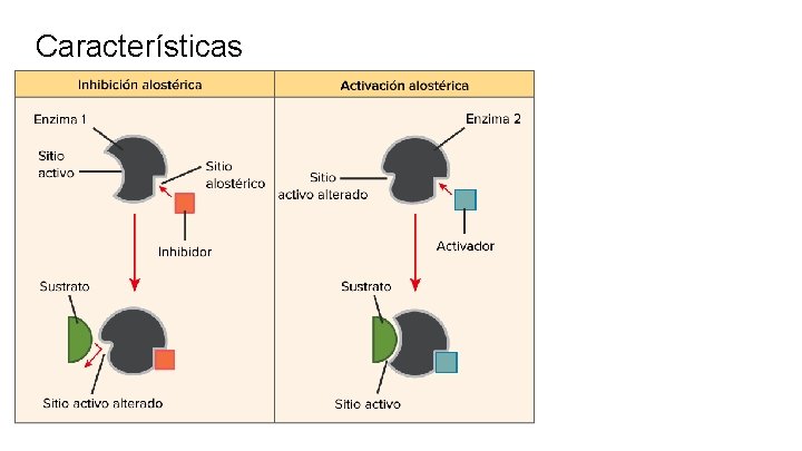 Características 