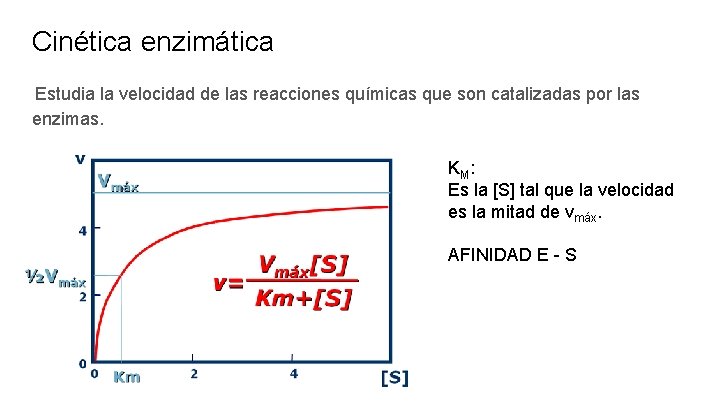 Cinética enzimática Estudia la velocidad de las reacciones químicas que son catalizadas por las