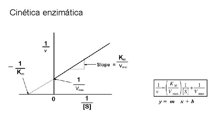 Cinética enzimática 