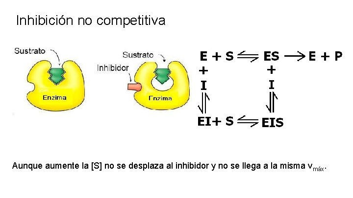 Inhibición no competitiva Aunque aumente la [S] no se desplaza al inhibidor y no