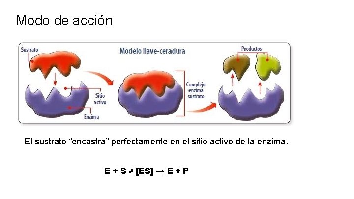 Modo de acción El sustrato “encastra” perfectamente en el sitio activo de la enzima.