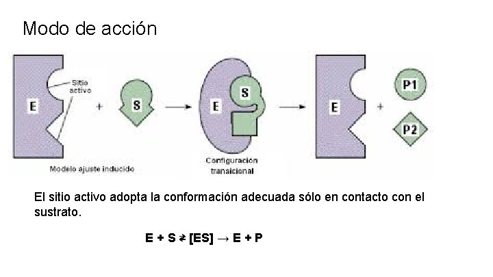 Modo de acción El sitio activo adopta la conformación adecuada sólo en contacto con