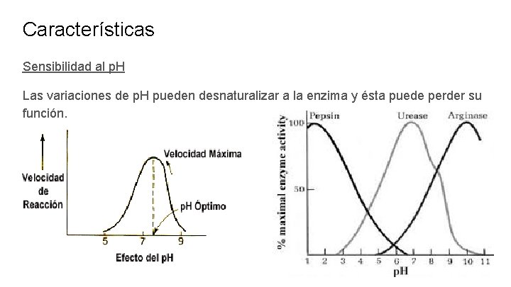 Características Sensibilidad al p. H Las variaciones de p. H pueden desnaturalizar a la