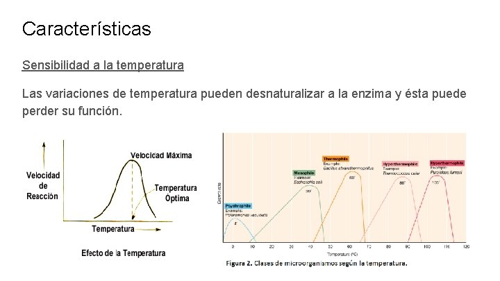Características Sensibilidad a la temperatura Las variaciones de temperatura pueden desnaturalizar a la enzima