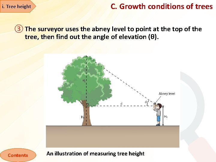 i. Tree height C. Growth conditions of trees ③ The surveyor uses the abney