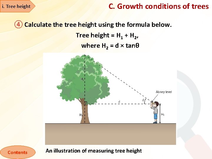 i. Tree height C. Growth conditions of trees ④ Calculate the tree height using