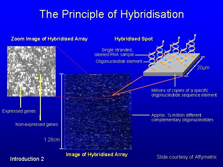 The Principle of Hybridisation Zoom Image of Hybridised Array Hybridised Spot Single stranded, labeled The Principle of Hybridisation Zoom Image of Hybridised Array Hybridised Spot Single stranded, labeled
