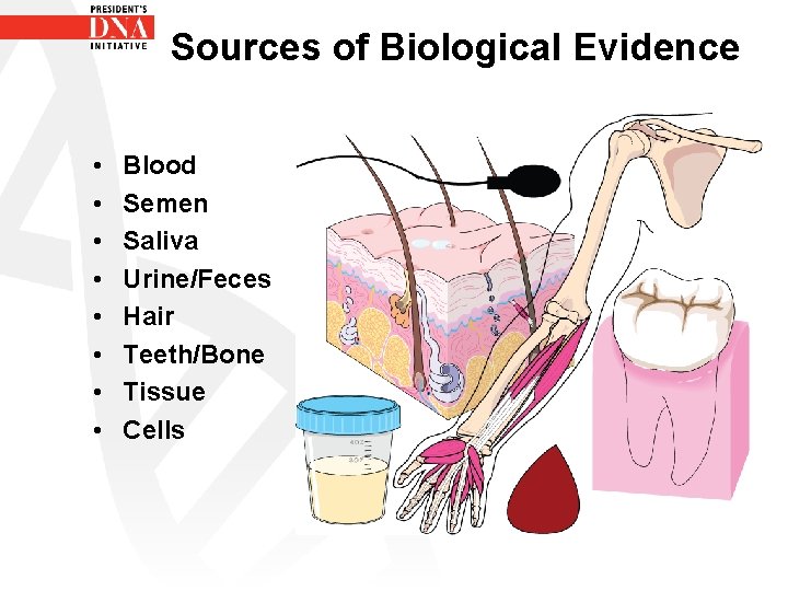 Sources of Biological Evidence • • Blood Semen Saliva Urine/Feces Hair Teeth/Bone Tissue Cells