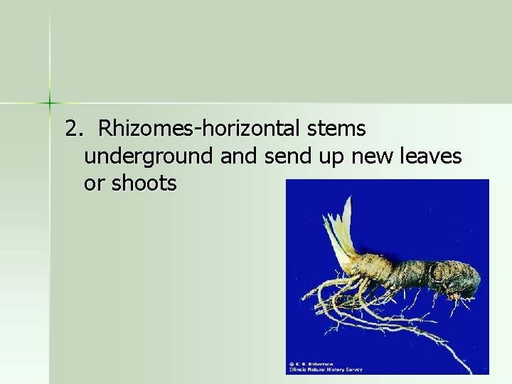 2. Rhizomes-horizontal stems underground and send up new leaves or shoots 