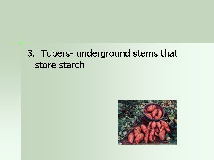 3. Tubers- underground stems that store starch 