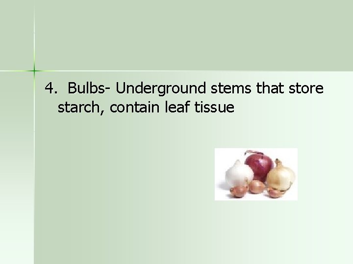 4. Bulbs- Underground stems that store starch, contain leaf tissue 