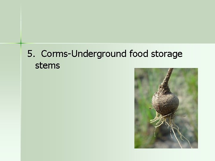 5. Corms-Underground food storage stems 