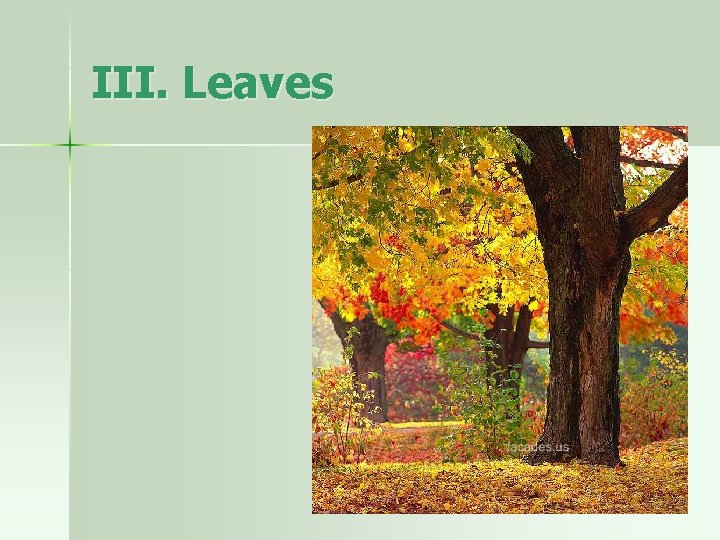 III. Leaves 