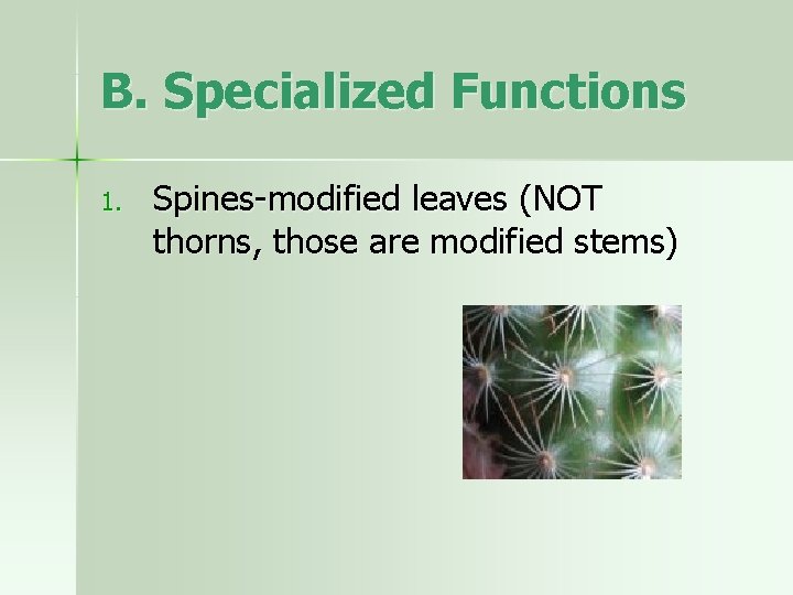 B. Specialized Functions 1. Spines-modified leaves (NOT thorns, those are modified stems) 