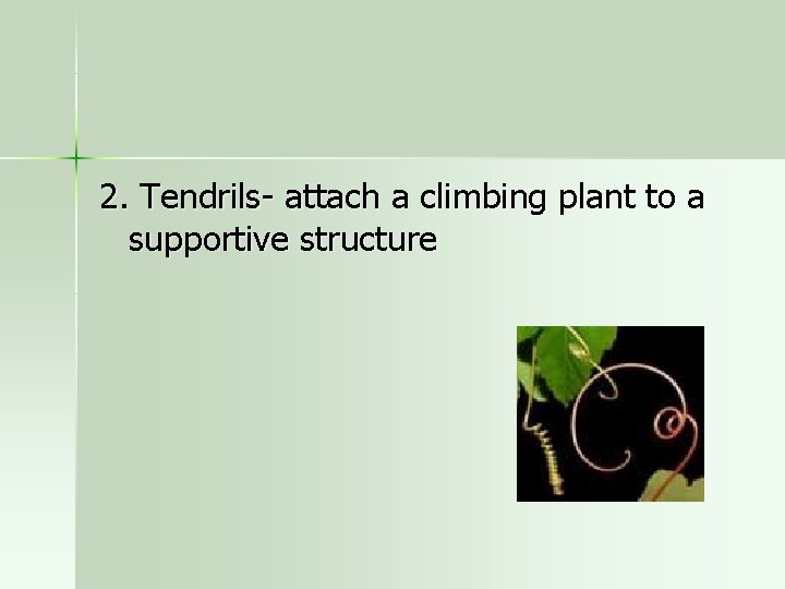 2. Tendrils- attach a climbing plant to a supportive structure 