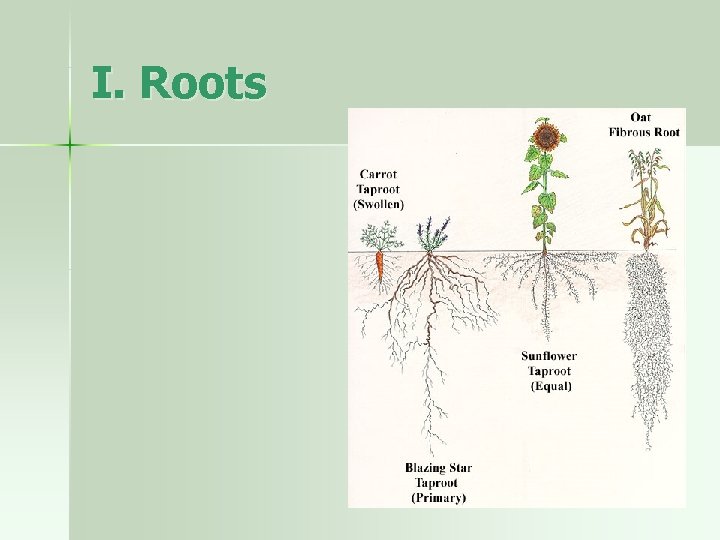 I. Roots 