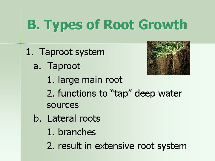 B. Types of Root Growth 1. Taproot system a. Taproot 1. large main root