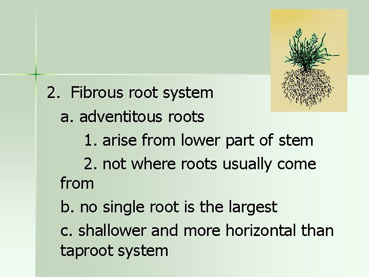 2. Fibrous root system a. adventitous roots 1. arise from lower part of stem