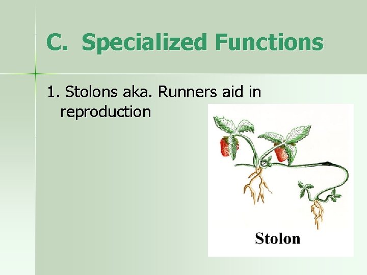 C. Specialized Functions 1. Stolons aka. Runners aid in reproduction 