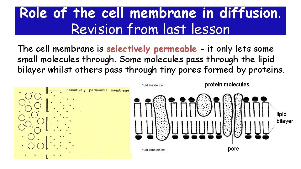 Role of the cell membrane in diffusion. Revision from last lesson The cell membrane