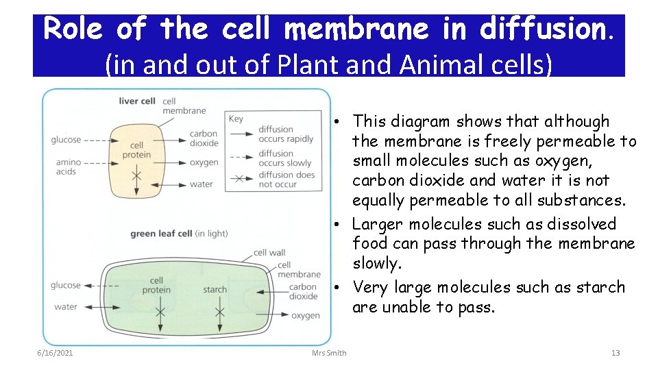 Role of the cell membrane in diffusion. (in and out of Plant and Animal