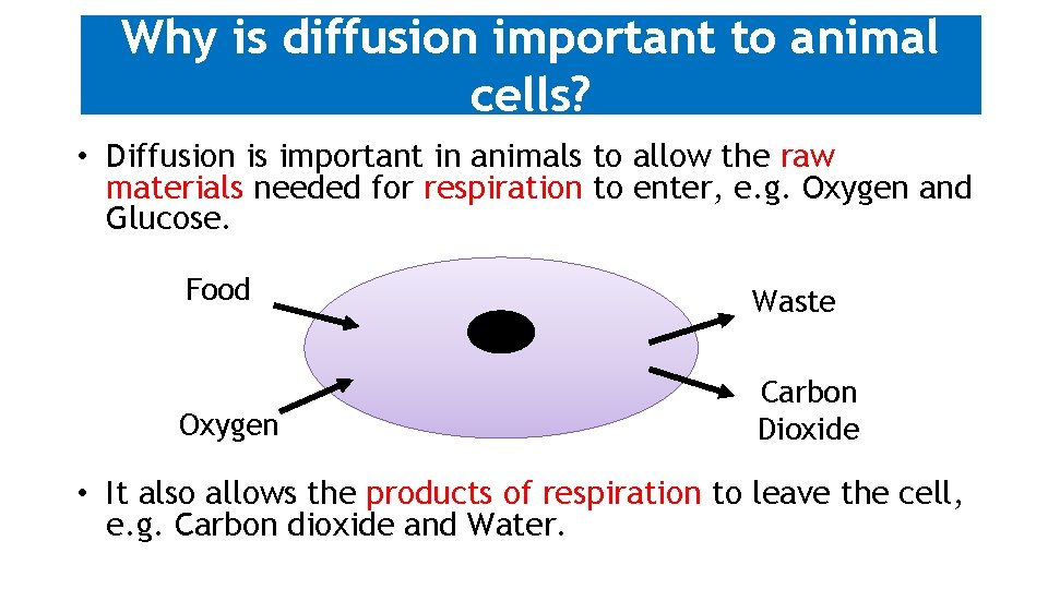 Why is diffusion important to animal cells? • Diffusion is important in animals to