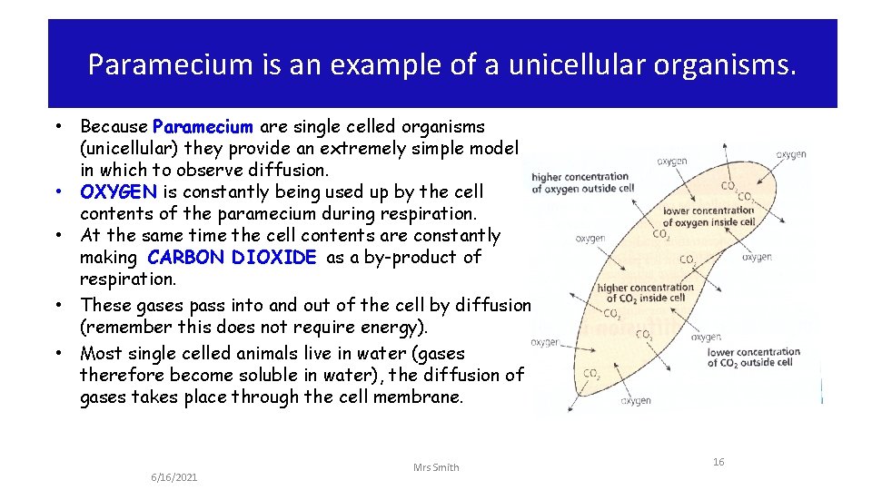 Paramecium is an example of a unicellular organisms. • Because Paramecium are single celled