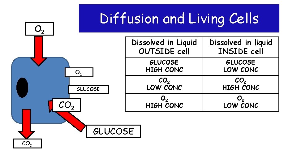 Diffusion and Living Cells O 2 Dissolved in Liquid OUTSIDE cell Dissolved in liquid