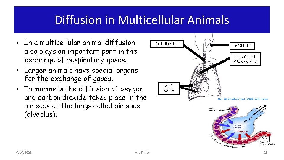 Diffusion in Multicellular Animals • In a multicellular animal diffusion also plays an important