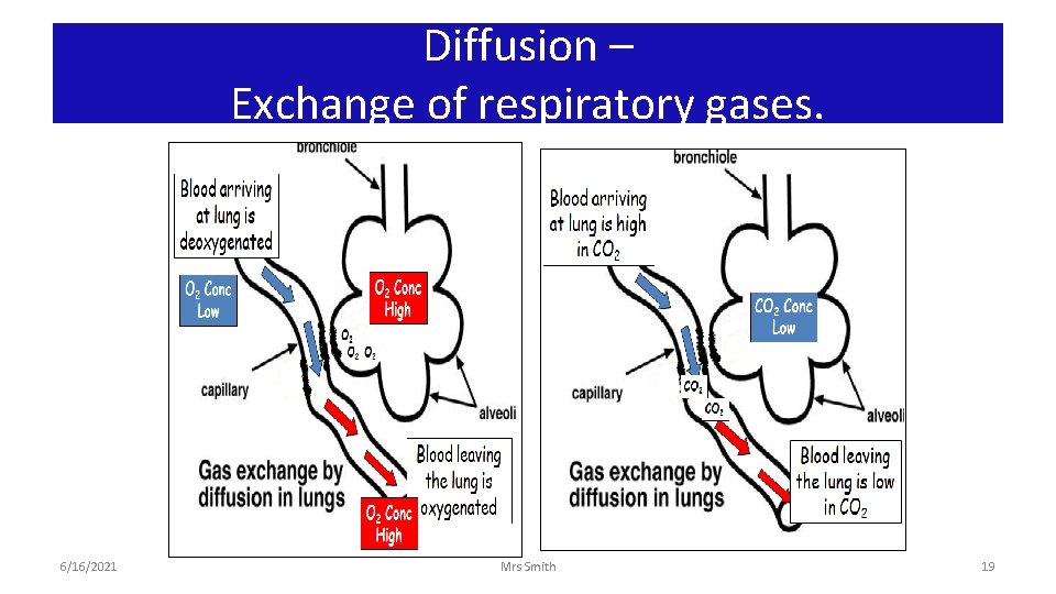 Diffusion – Exchange of respiratory gases. 6/16/2021 Mrs Smith 19 
