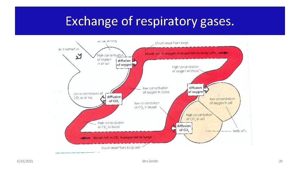 Exchange of respiratory gases. 6/16/2021 Mrs Smith 20 