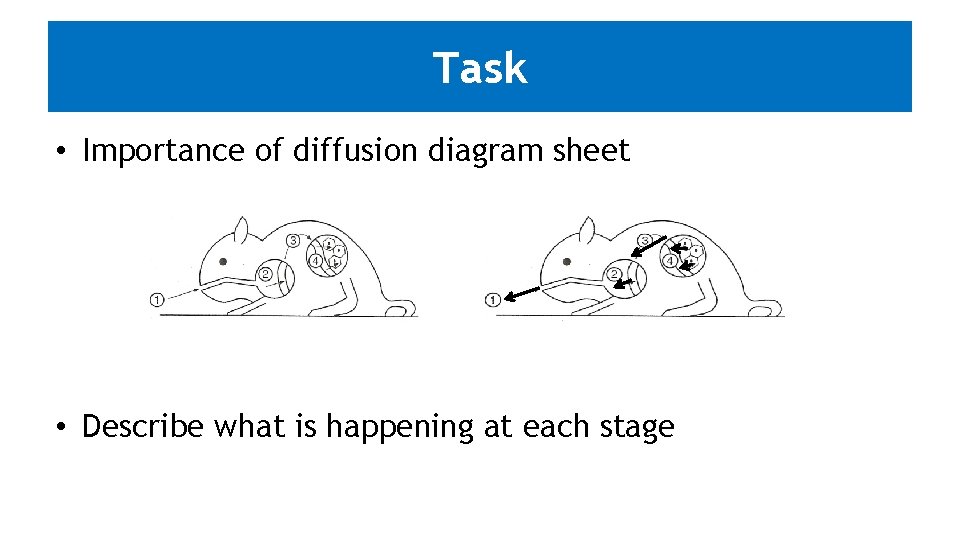 Task • Importance of diffusion diagram sheet • Describe what is happening at each