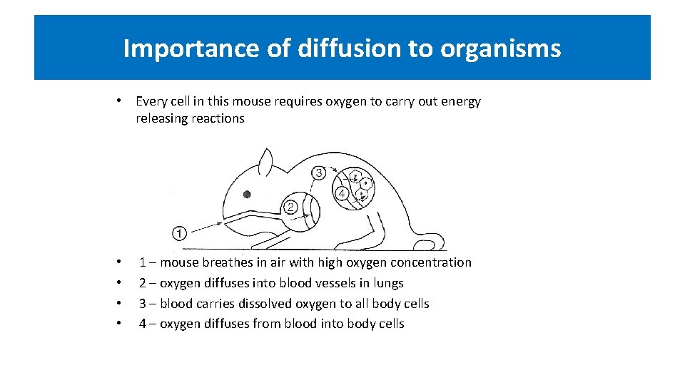 Importance of diffusion to organisms • Every cell in this mouse requires oxygen to
