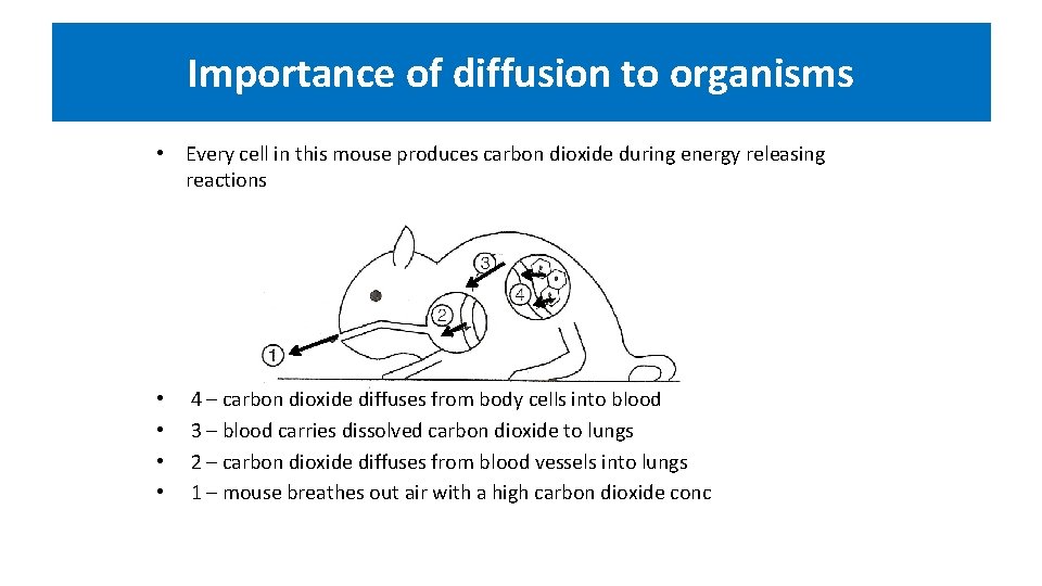 Importance of diffusion to organisms • Every cell in this mouse produces carbon dioxide