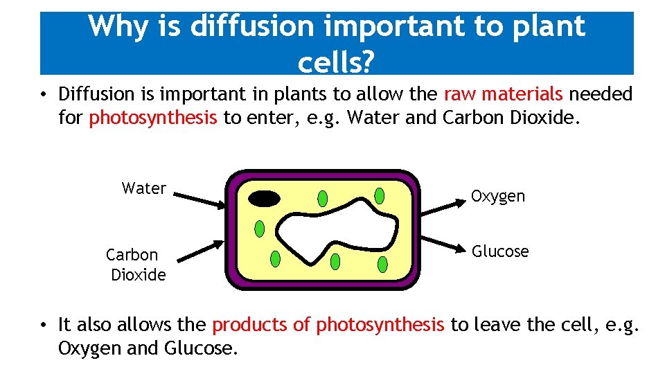 Why is diffusion important to plant cells? • Diffusion is important in plants to