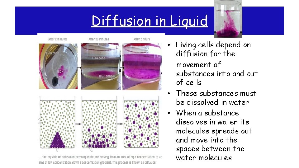 Diffusion in Liquid • Living cells depend on diffusion for the movement of substances