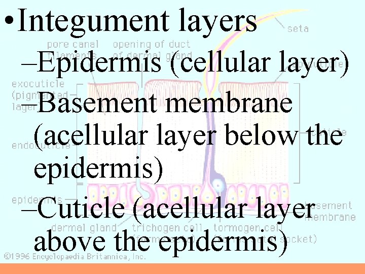  • Integument layers –Epidermis (cellular layer) –Basement membrane (acellular layer below the epidermis)