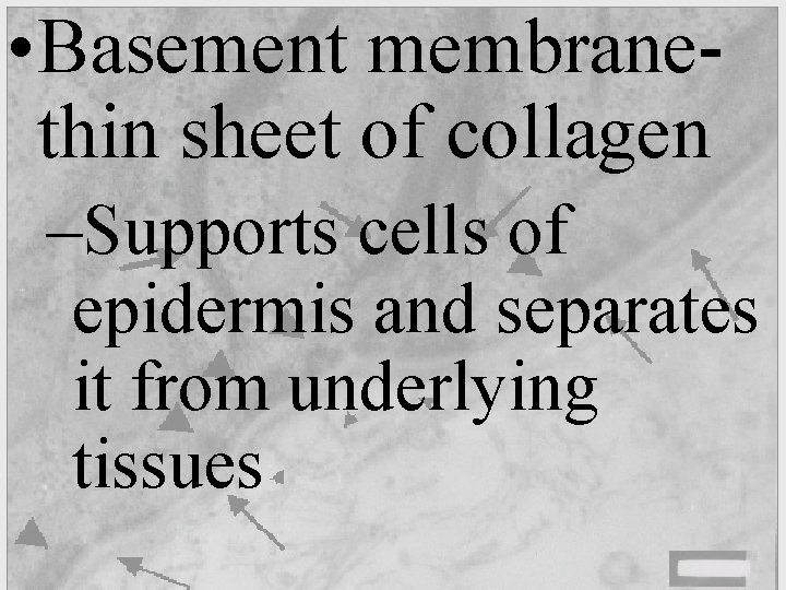 • Basement membranethin sheet of collagen –Supports cells of epidermis and separates it