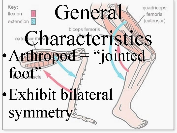 General Characteristics • Arthropod = “jointed foot” • Exhibit bilateral symmetry 