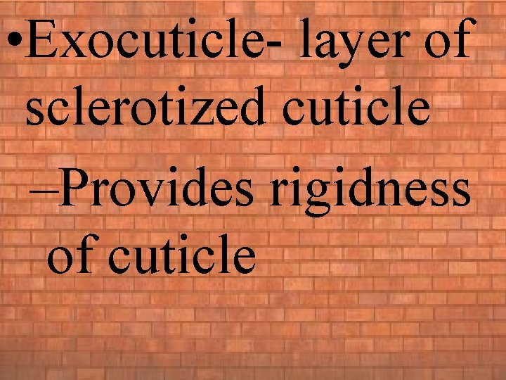  • Exocuticle- layer of sclerotized cuticle –Provides rigidness of cuticle 