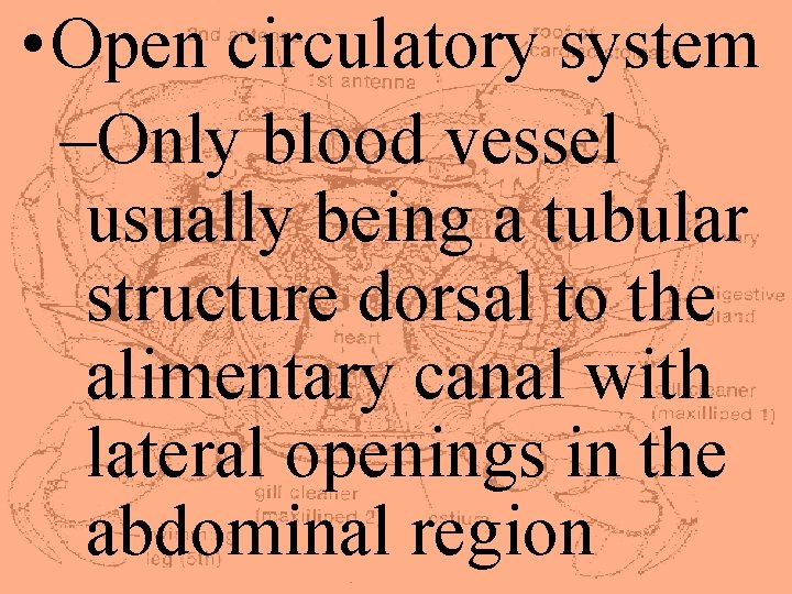  • Open circulatory system –Only blood vessel usually being a tubular structure dorsal