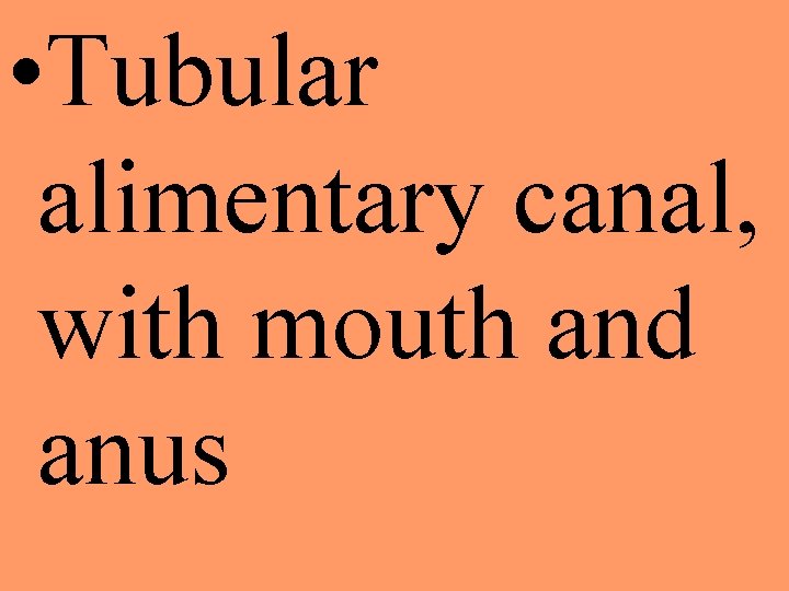  • Tubular alimentary canal, with mouth and anus 